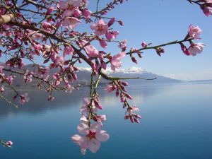 Lac du Bourget avec fleurs au premier plan